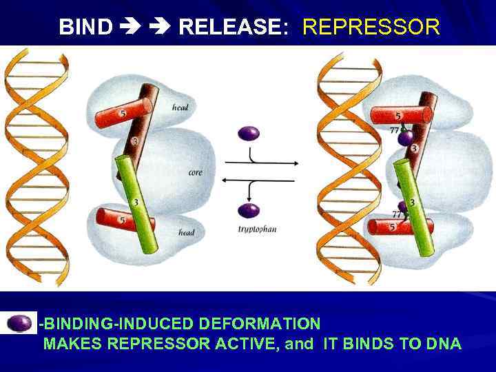 BIND RELEASE: REPRESSOR -BINDING-INDUCED DEFORMATION MAKES REPRESSOR ACTIVE, and IT BINDS TO DNA 