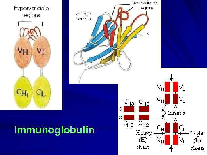 Immunoglobulin 