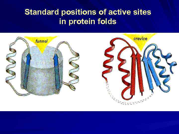 Standard positions of active sites in protein folds 