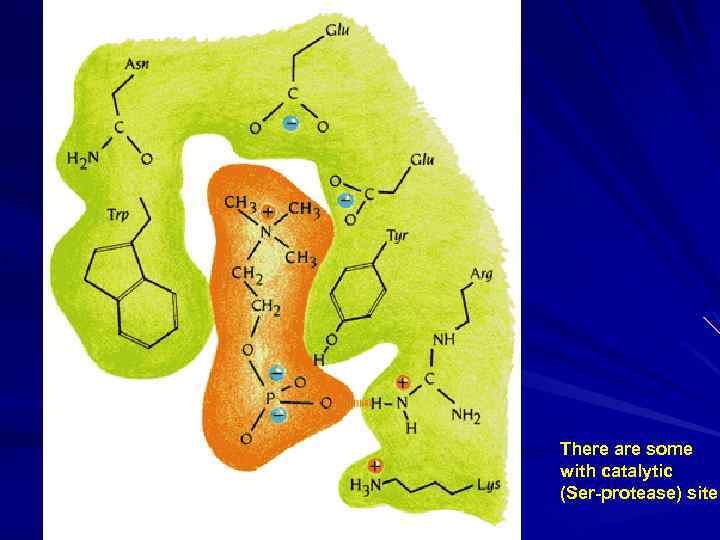 There are some with catalytic (Ser-protease) site 