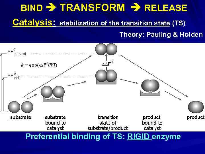 BIND TRANSFORM RELEASE Catalysis: stabilization of the transition state (TS) Theory: Pauling & Holden