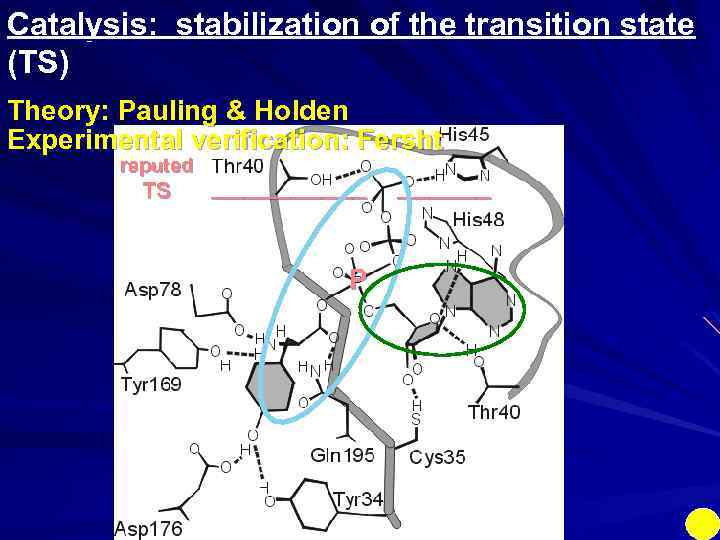 Catalysis: stabilization of the transition state (TS) Theory: Pauling & Holden Experimental verification: Fersht