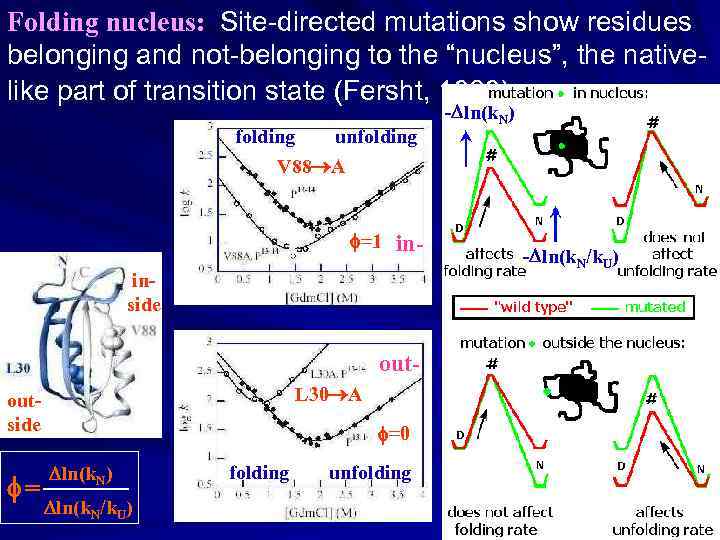 Folding nucleus: Site-directed mutations show residues belonging and not-belonging to the “nucleus”, the nativelike