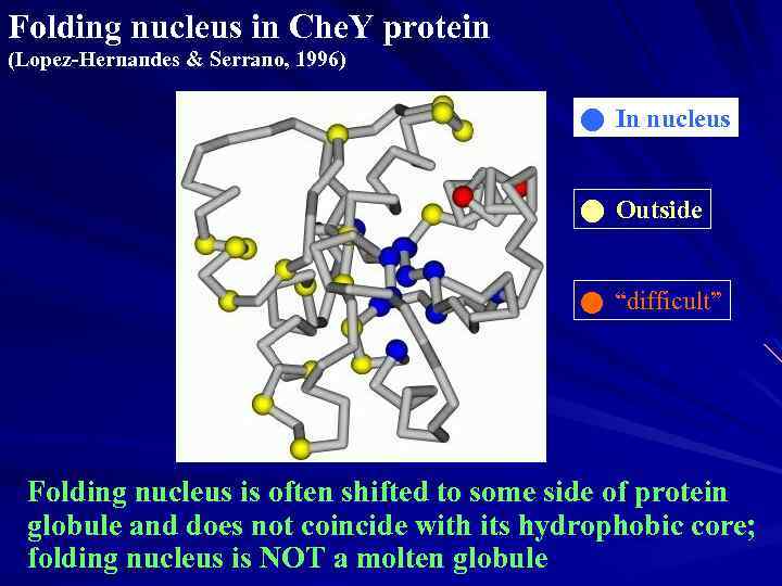 Folding nucleus in Che. Y protein (Lopez-Hernandes & Serrano, 1996) In nucleus Outside “difficult”