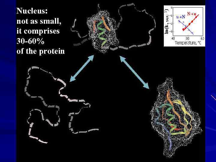 Nucleus: not as small, it comprises 30 -60% of the protein 