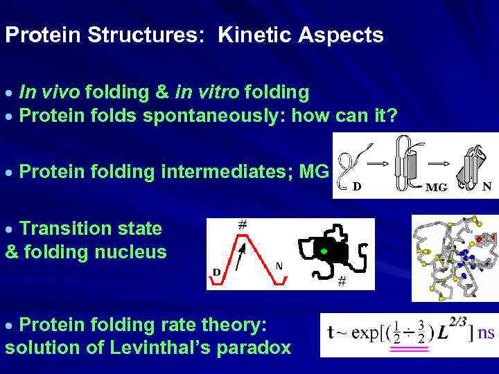 Protein Structures: Kinetic Aspects In vivo folding & in vitro folding Protein folds spontaneously: