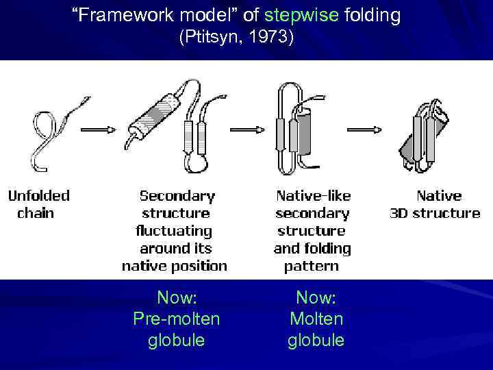 “Framework model” of stepwise folding (Ptitsyn, 1973) Now: Pre-molten globule Now: Molten globule 