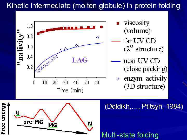 Kinetic intermediate (molten globule) in protein folding LAG (Doldikh, …, Ptitsyn, 1984) Multi-state folding