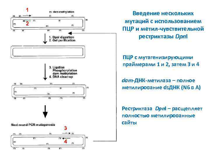 1 Введение нескольких мутаций с использованием ПЦР и метил-чувствительной рестриктазы Dpn. I 2 ПЦР