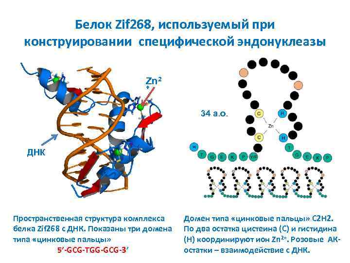 Белок Zif 268, используемый при конструировании специфической эндонуклеазы Zn 2 + 34 а. о.