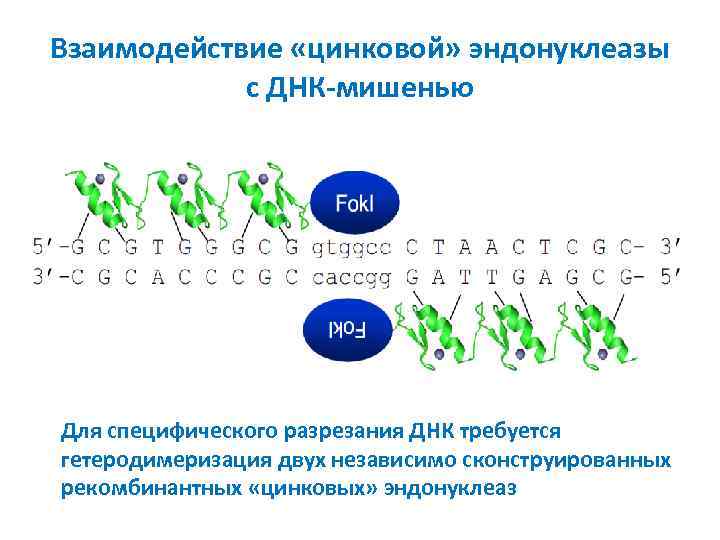 Взаимодействие «цинковой» эндонуклеазы с ДНК-мишенью Для специфического разрезания ДНК требуется гетеродимеризация двух независимо сконструированных