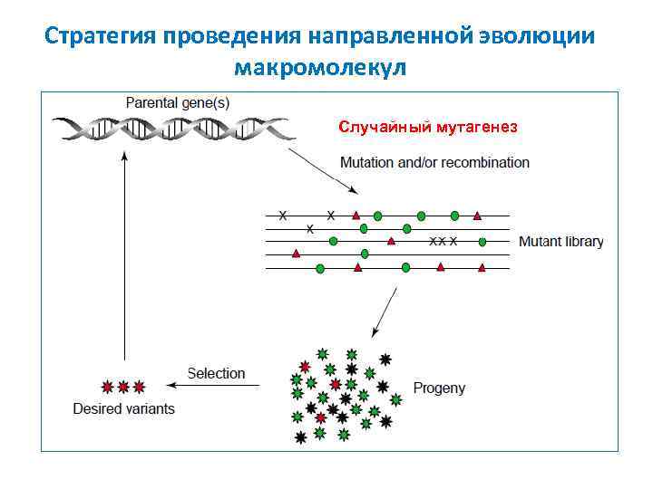 Стратегия проведения направленной эволюции макромолекул Случайный мутагенез 