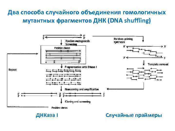 Два способа случайного объединения гомологичных мутантных фрагментов ДНК (DNA shuffling) ДНКаза I Случайные праймеры