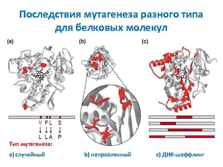 Последствия мутагенеза разного типа для белковых молекул Тип мутагенеза: a) случайный b) направленный c)