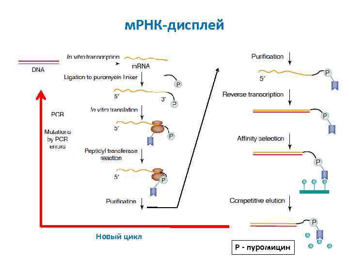 м. РНК-дисплей Новый цикл Р - пуромицин 