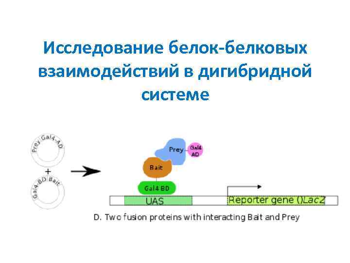 Исследование белок-белковых взаимодействий в дигибридной системе 