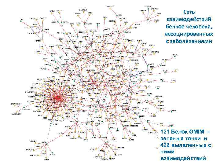 Сеть взаимодействий белков человека, ассоциированных с заболеваниями 121 Белок OMIM – зеленые точки и