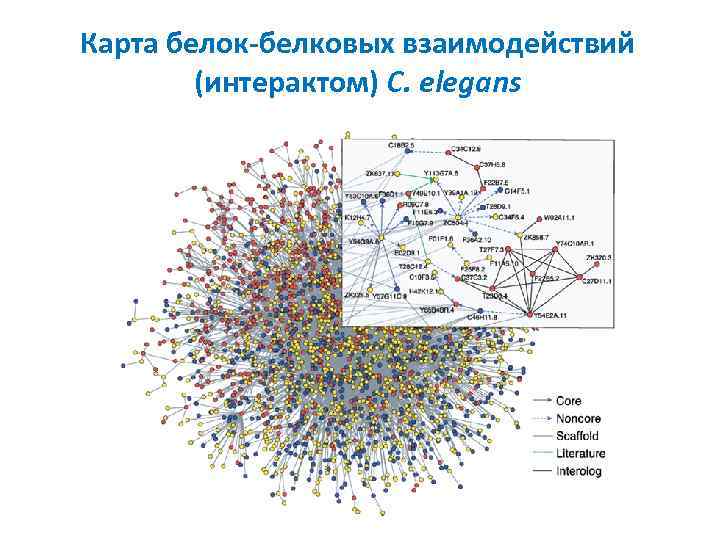 Карта белок-белковых взаимодействий (интерактом) С. elegans 
