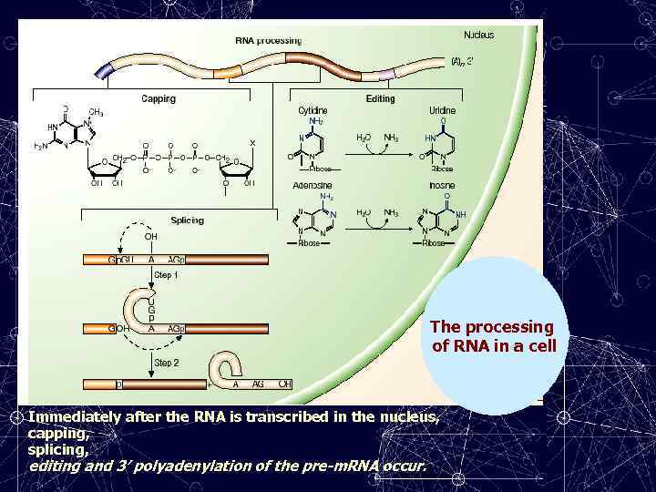 The processing of RNA in a cell Immediately after the RNA is transcribed in