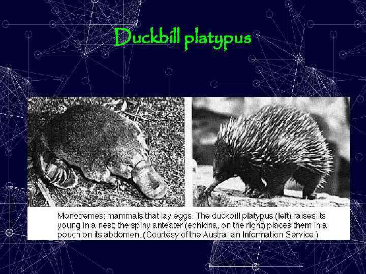 Duckbill platypus 