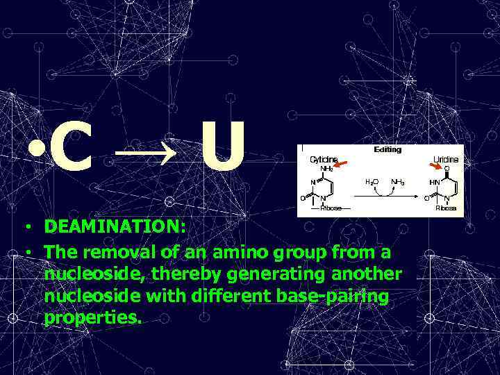  • C → U • DEAMINATION: • The removal of an amino group