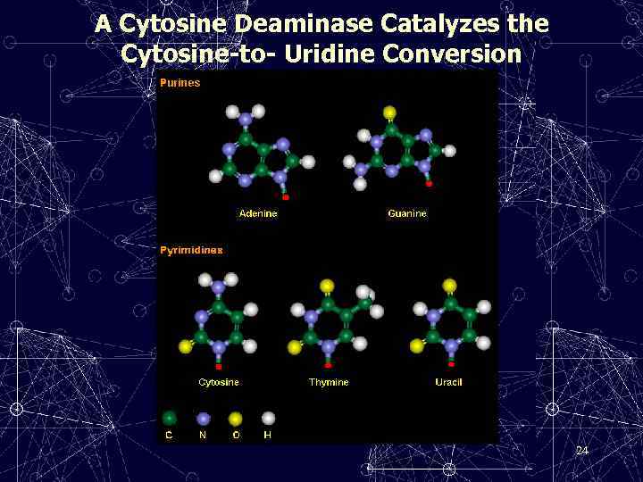 A Cytosine Deaminase Catalyzes the Cytosine-to- Uridine Conversion 24 