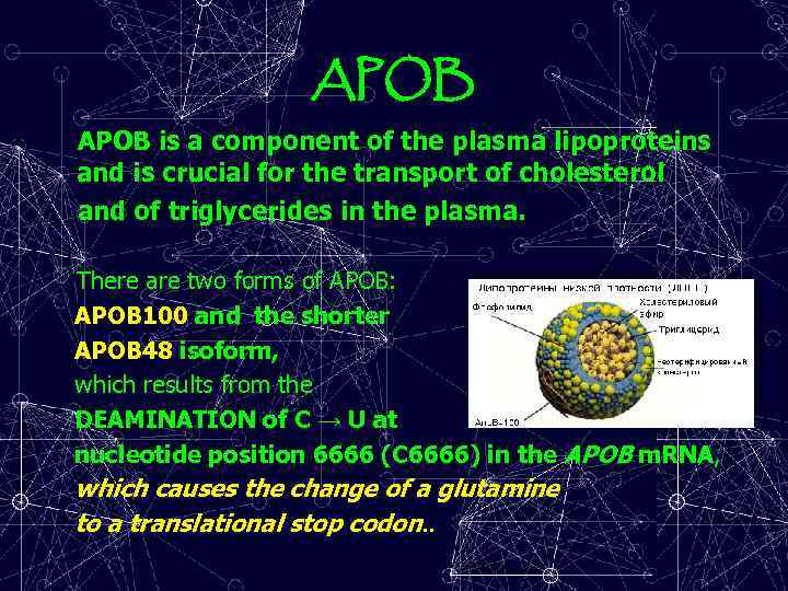 APOB is a component of the plasma lipoproteins and is crucial for the transport