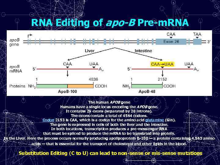 RNA Editing of apo-B Pre-m. RNA The human APOB gene Humans have a single