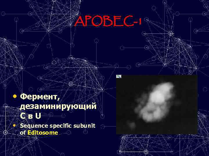 APOBEC-1 • Фермент, дезаминирующий C в U • Sequence specific subunit of Editosome 