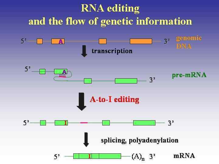 Редактирование рнк. «Редактирование» РНК-транскрипта. Эдитинг РНК. Тканеспецифическое редактирование РНК. RNA 5s это.