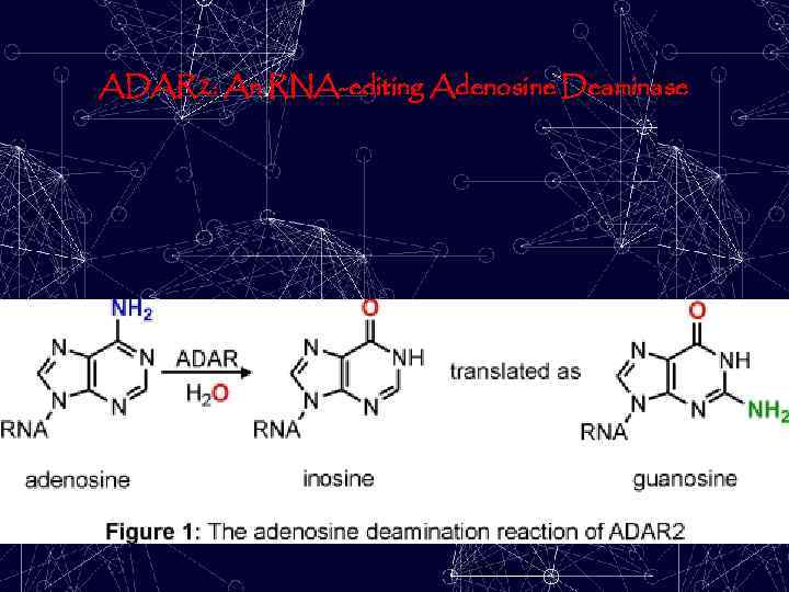 ADAR 2: An RNA-editing Adenosine Deaminase 