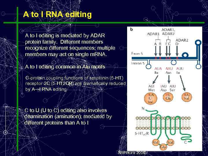 A to I RNA editing A to I editing is mediated by ADAR protein