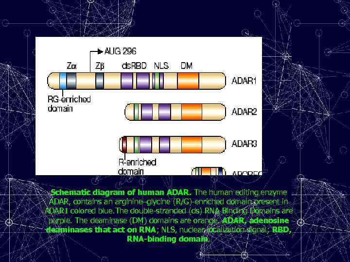 Schematic diagram of human ADAR. The human editing enzyme ADAR, contains an arginine–glycine (R/G)-enriched