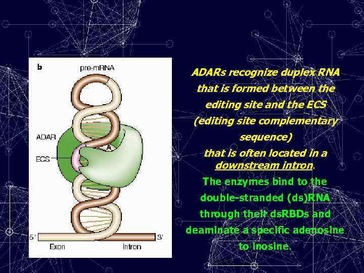 ADARs recognize duplex RNA that is formed between the editing site and the ECS