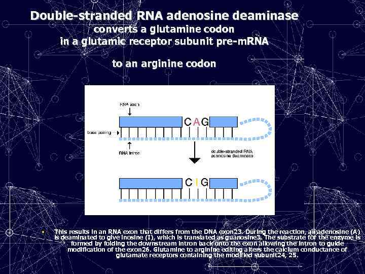 Double-stranded RNA adenosine deaminase converts a glutamine codon in a glutamic receptor subunit pre-m.