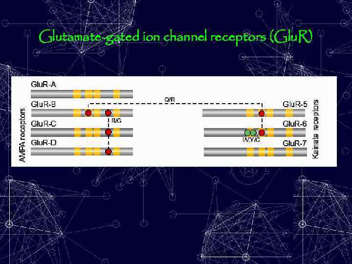 Glutamate-gated ion channel receptors (Glu. R) 