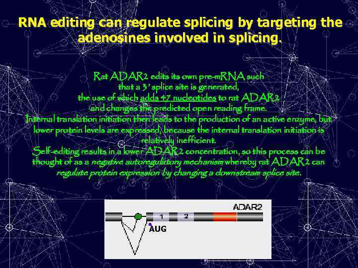 RNA editing can regulate splicing by targeting the adenosines involved in splicing. Rat ADAR