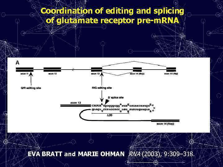 Coordination of editing and splicing of glutamate receptor pre-m. RNA EVA BRATT and MARIE