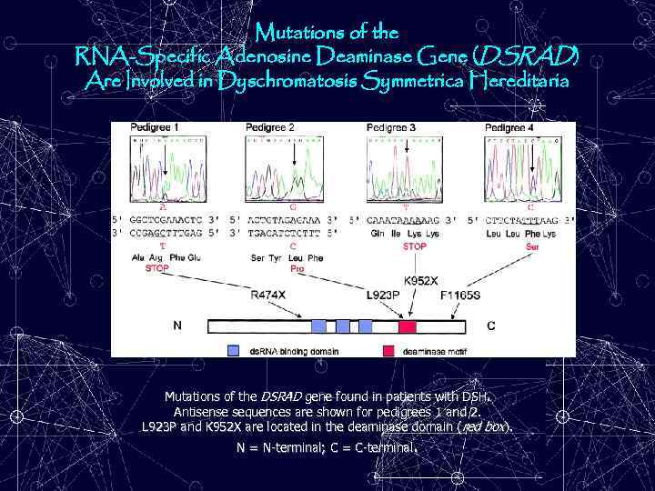 Mutations of the RNA-Specific Adenosine Deaminase Gene (DSRAD) Are Involved in Dyschromatosis Symmetrica Hereditaria