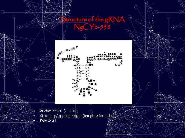 Structure of the g. RNA Ng. CYb-558 • • • Anchor region (G 1