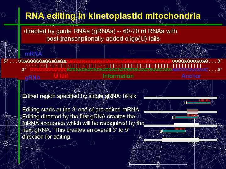 RNA editing in kinetoplastid mitochondria directed by guide RNAs (g. RNAs) -- 60 -70