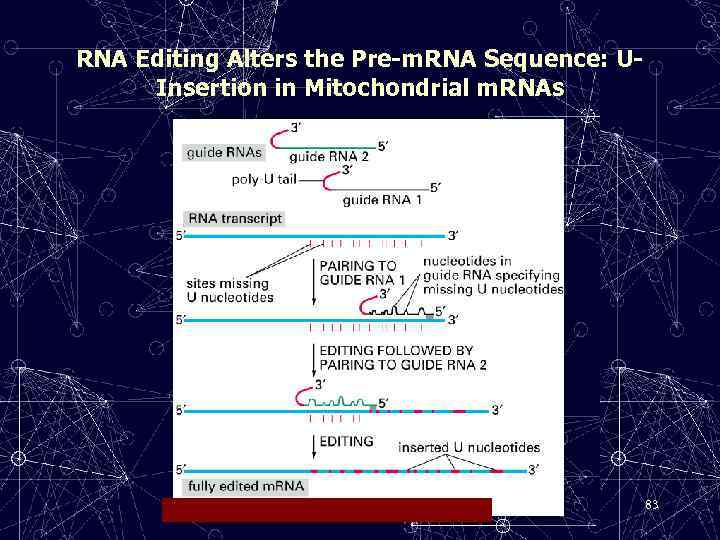 RNA Editing Alters the Pre-m. RNA Sequence: UInsertion in Mitochondrial m. RNAs 83 