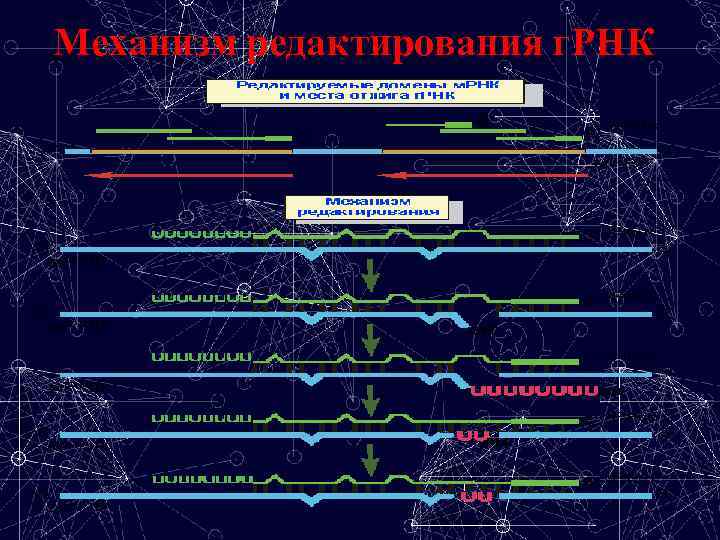 Механизм редактирования г. РНК 