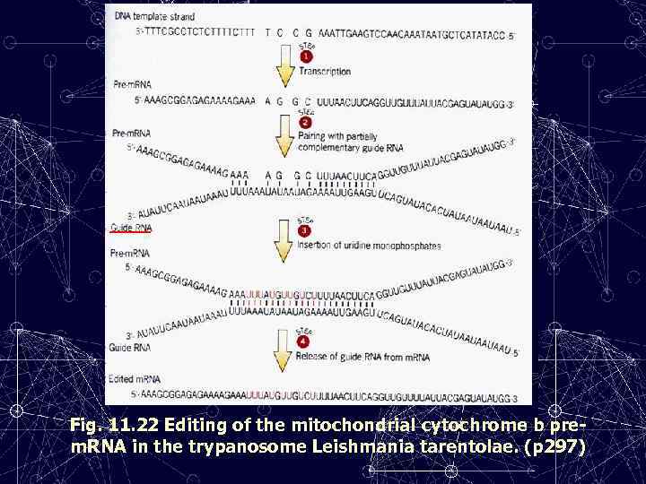 Fig. 11. 22 Editing of the mitochondrial cytochrome b prem. RNA in the trypanosome