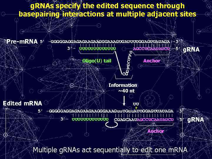 g. RNAs specify the edited sequence through basepairing interactions at multiple adjacent sites Pre-m.