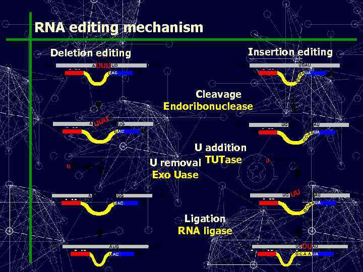 RNA editing mechanism Insertion editing Deletion editing Cleavage Endoribonuclease U addition U removal TUTase