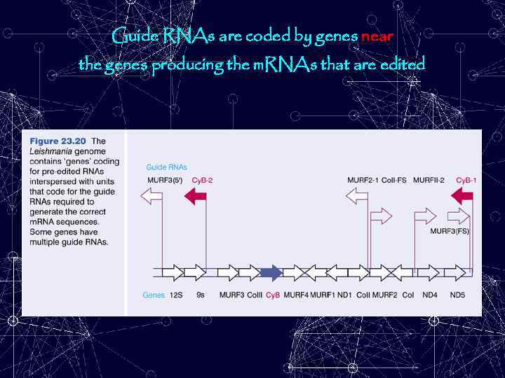 Guide RNAs are coded by genes near the genes producing the m. RNAs that