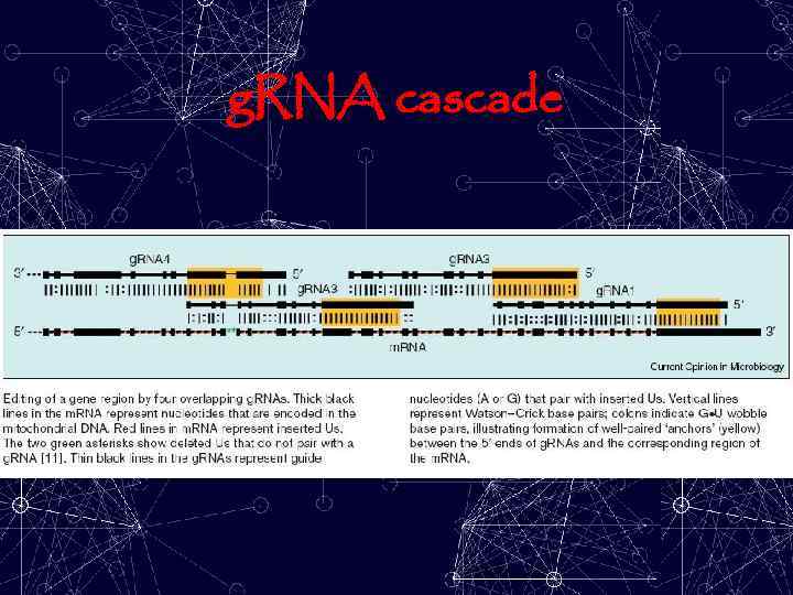 g. RNA cascade 