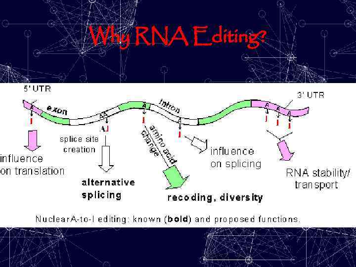 Why RNA Editing? 