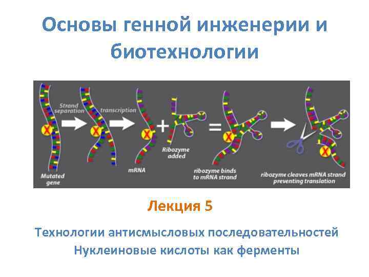 Основы генной инженерии и биотехнологии Лекция 5 Технологии антисмысловых последовательностей Нуклеиновые кислоты как ферменты